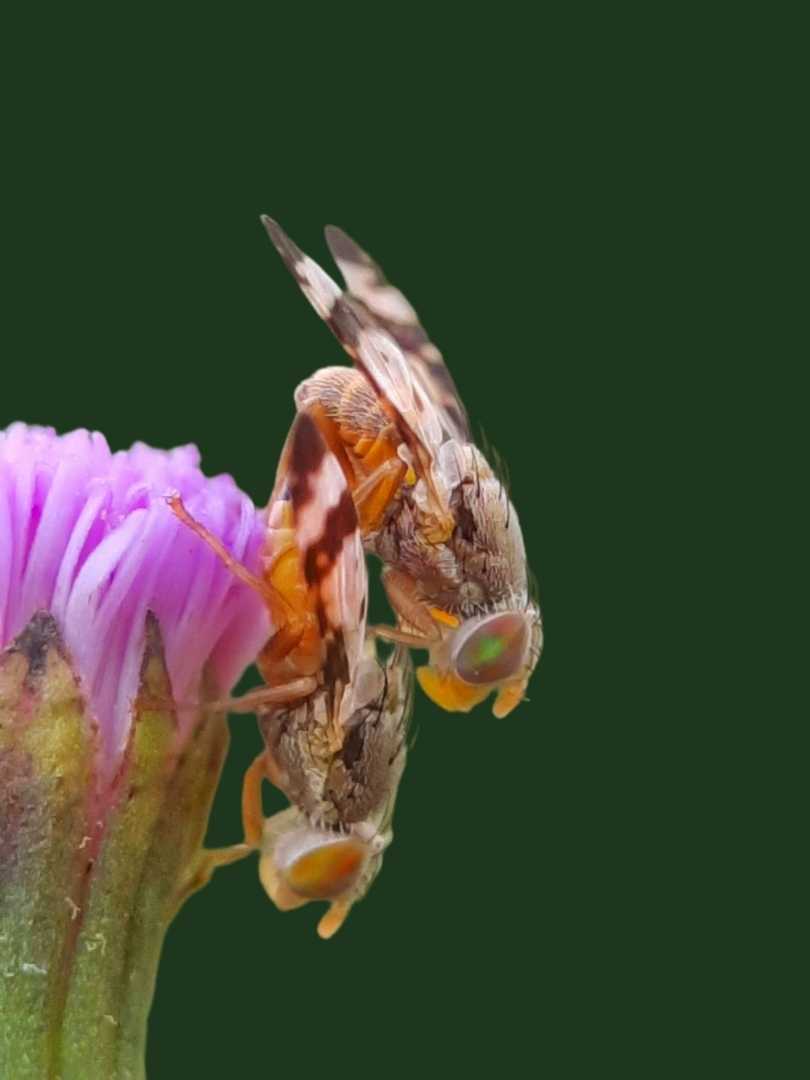 Tephritidae