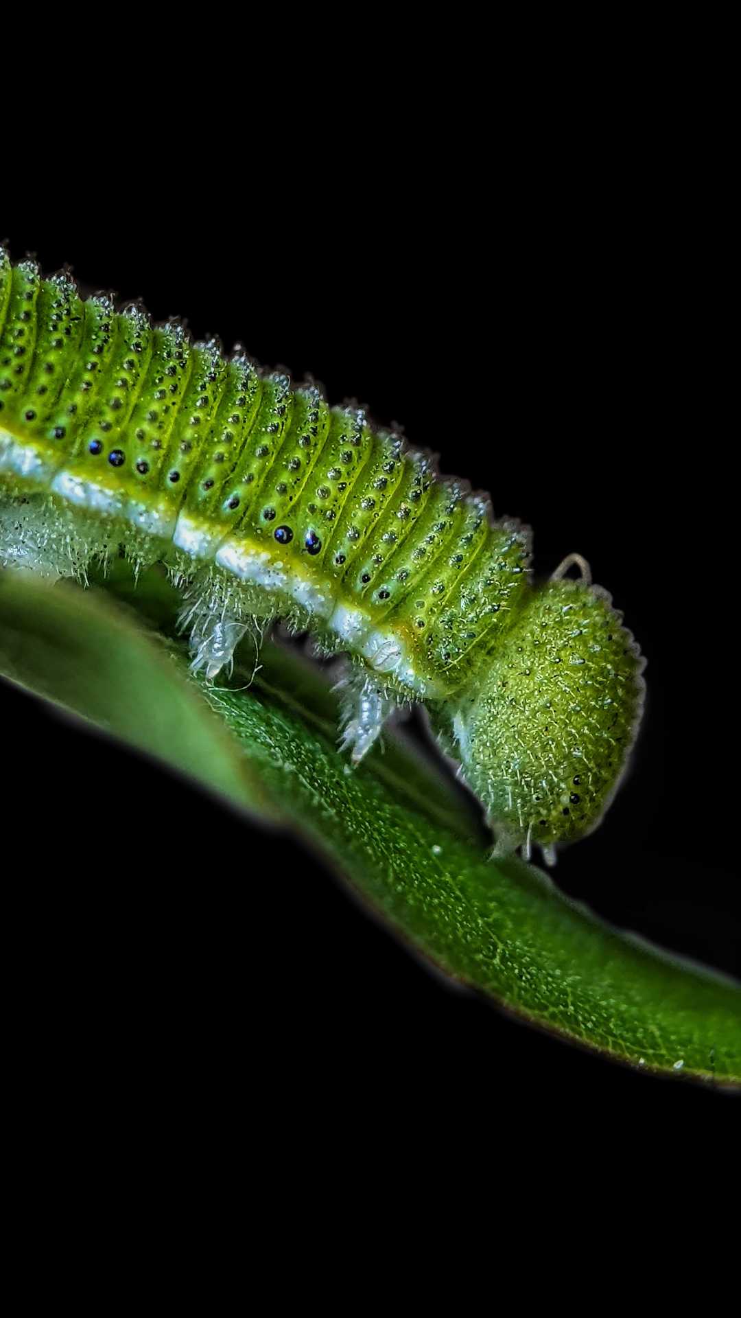 green 💚 caterpillar 🐛