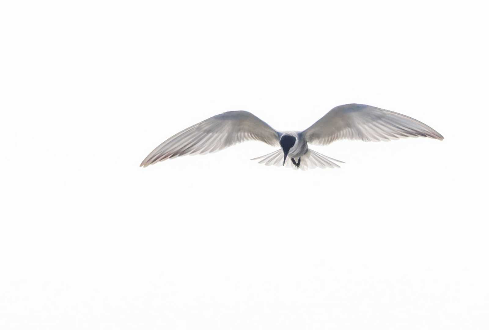 whisker red tern