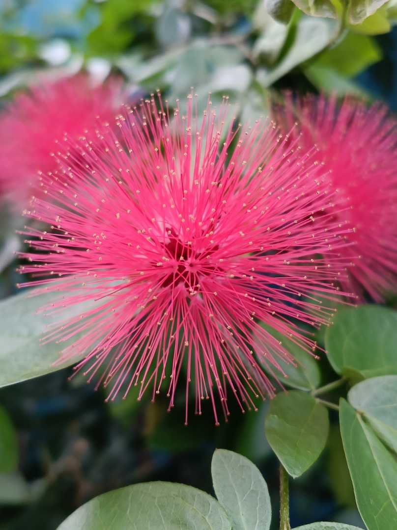 bunga raya