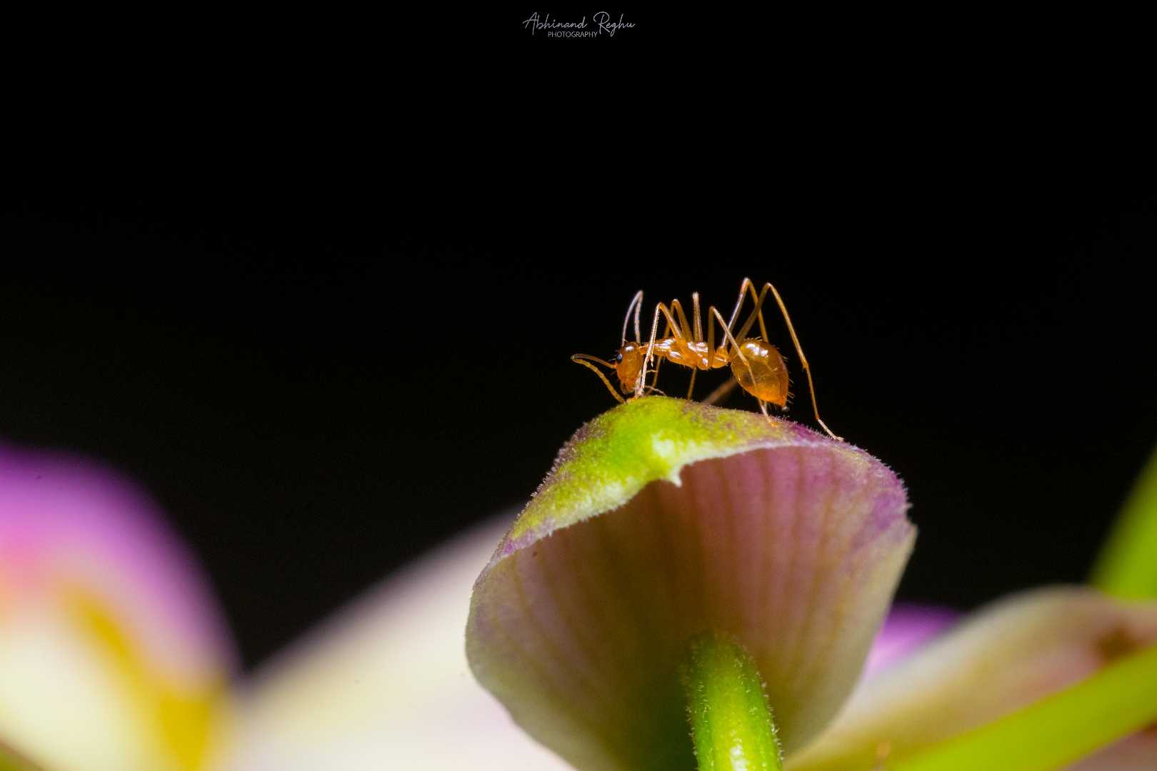 Ant 🐜