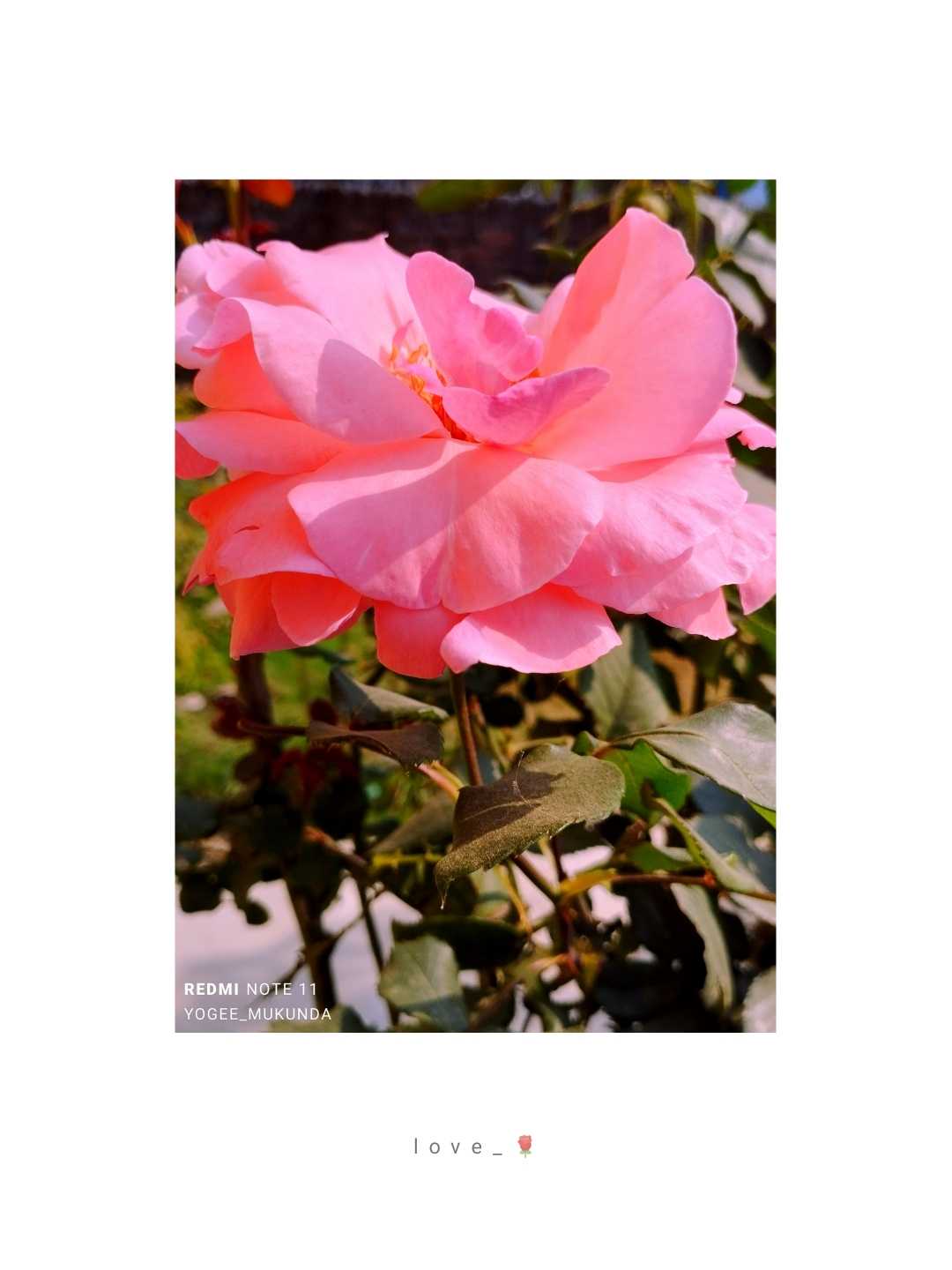 Rose_🌹