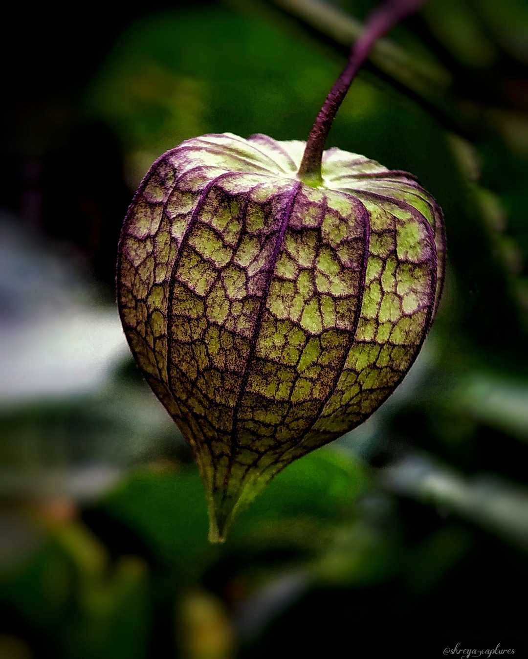 Native Gooseberry. 