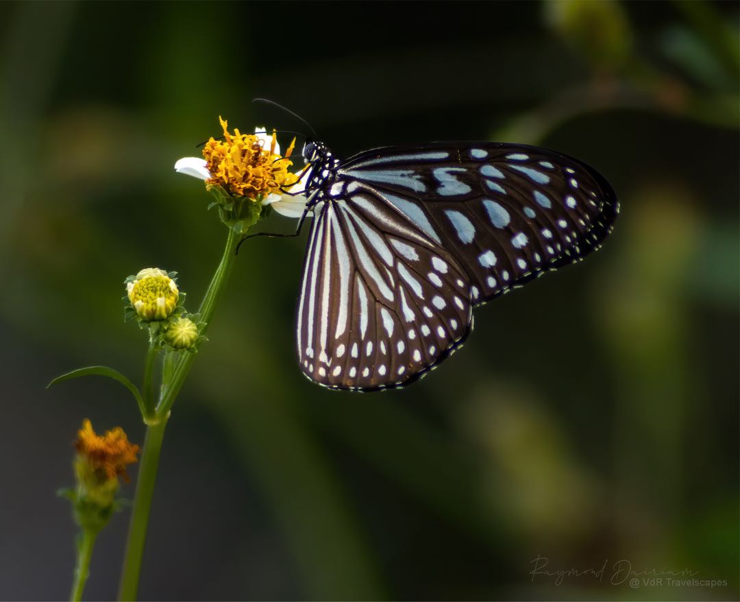 Delicate Beauty