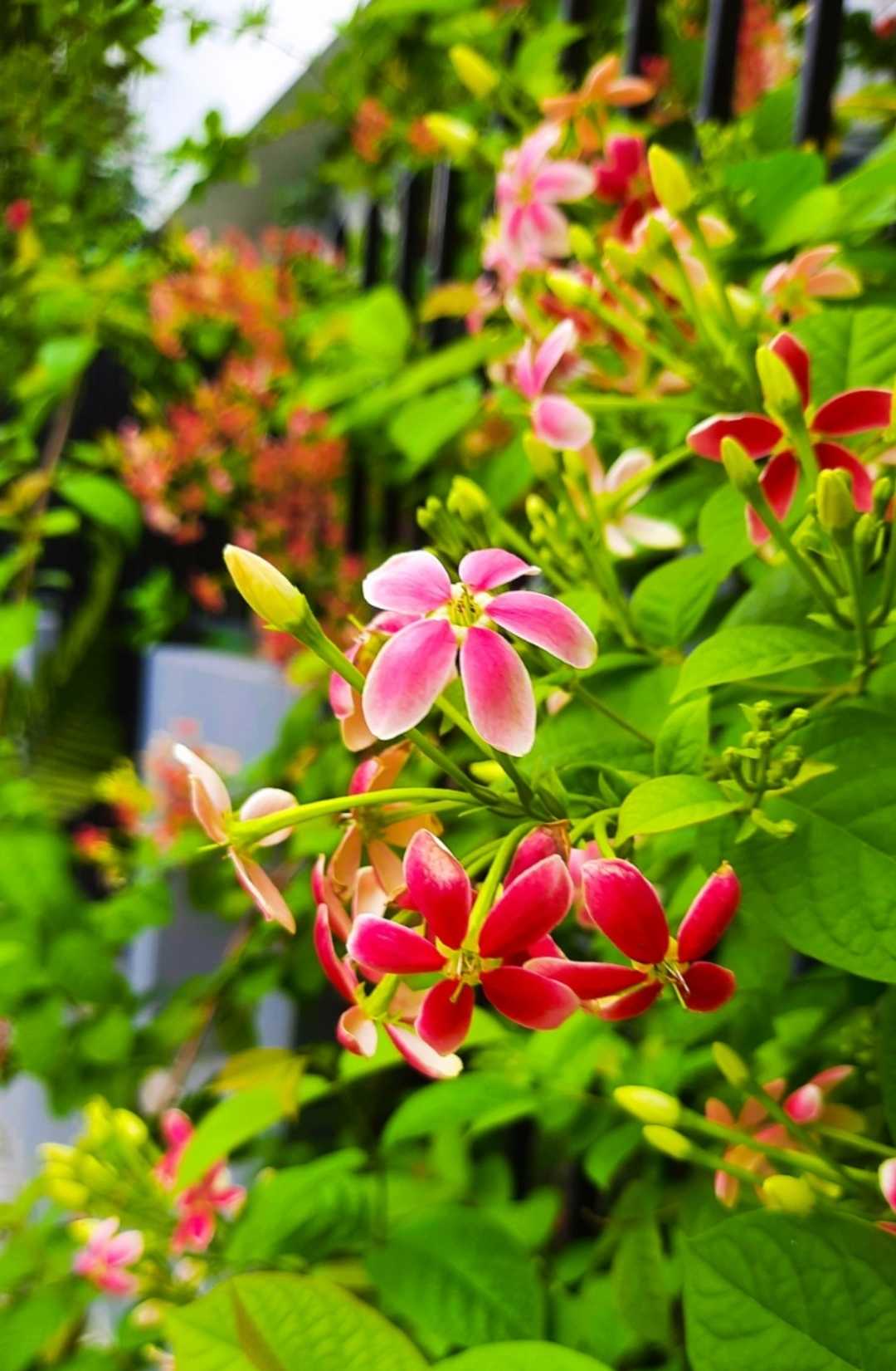 Flowers photography 