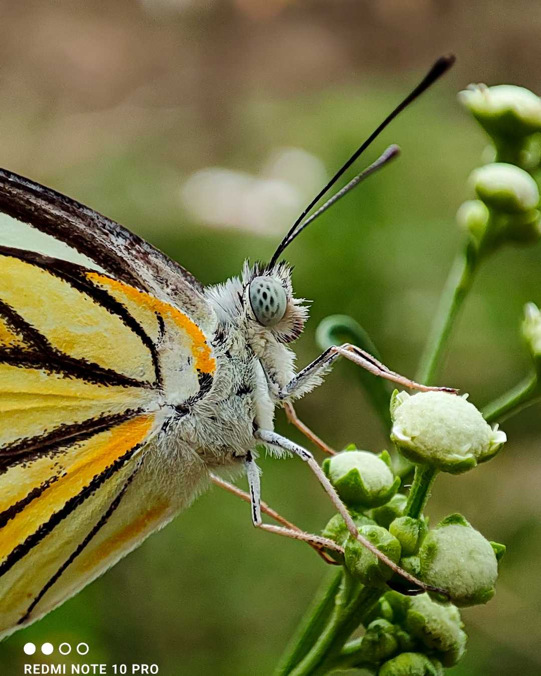 Belenois aurota