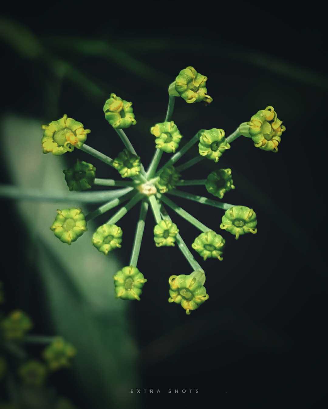 Nature in a Macro