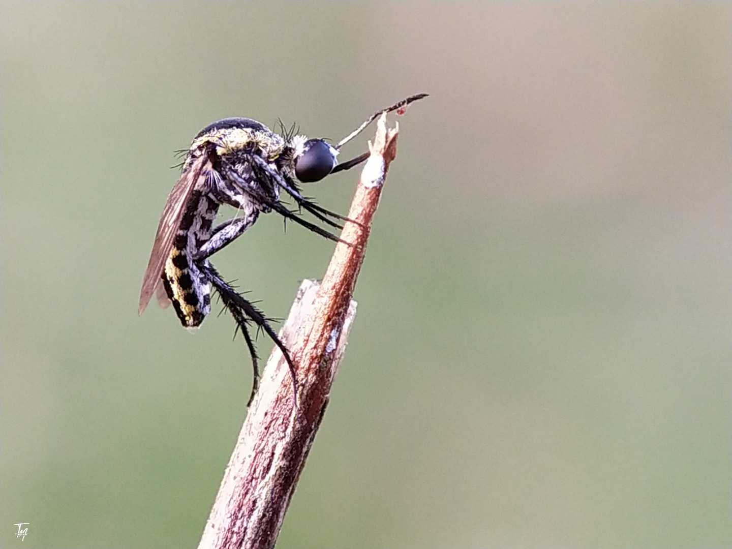 Toxophora amphitea