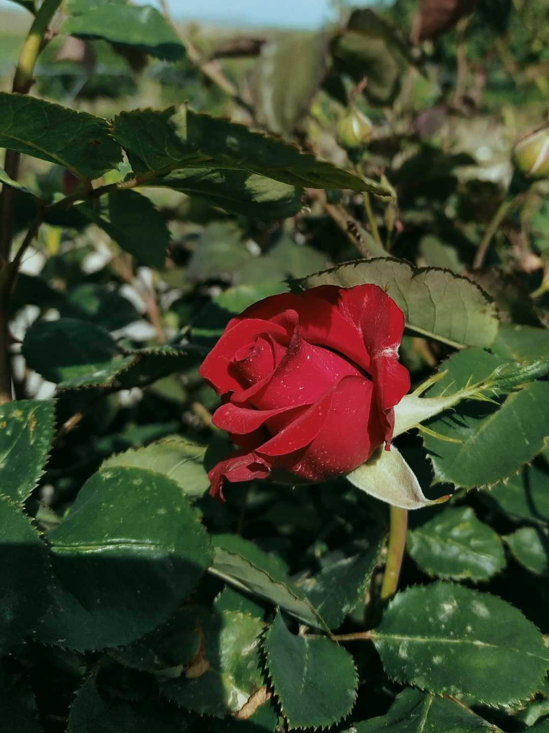 rose 🌹