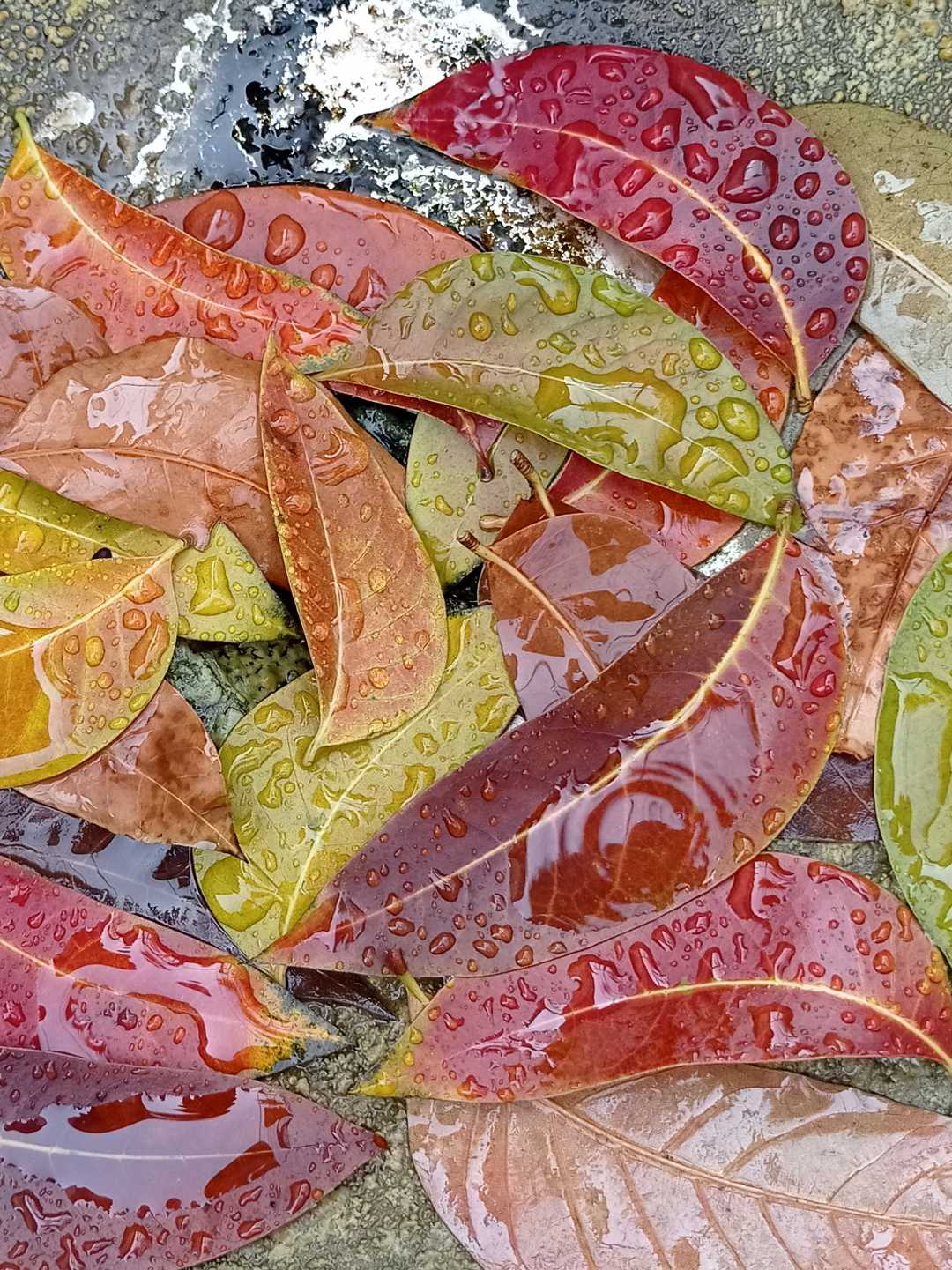 Mahogany Leaves