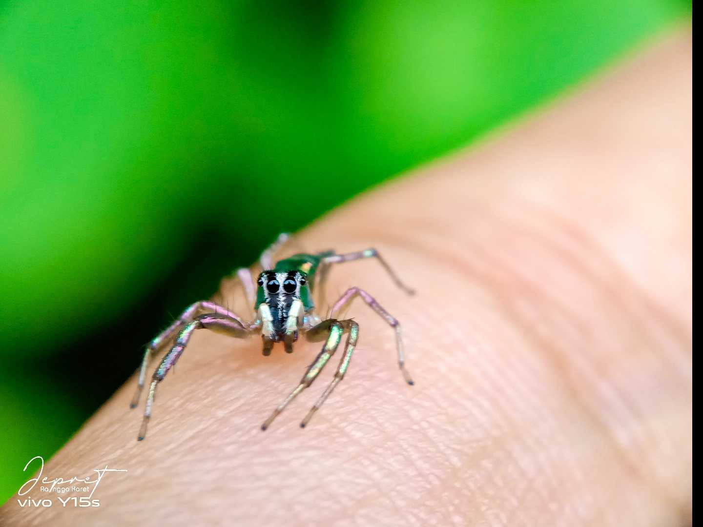 Spider