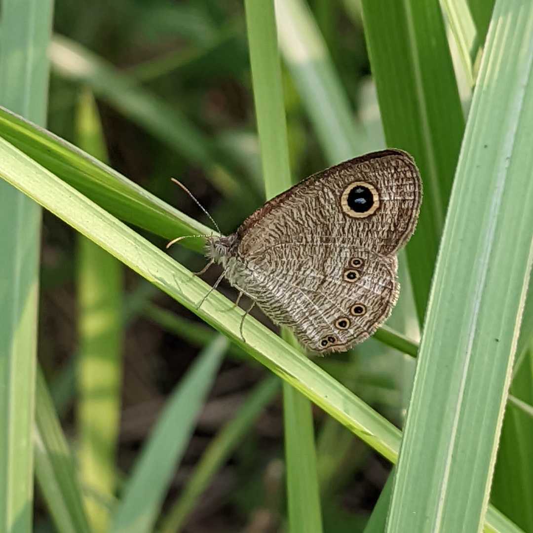 kupu-kupu