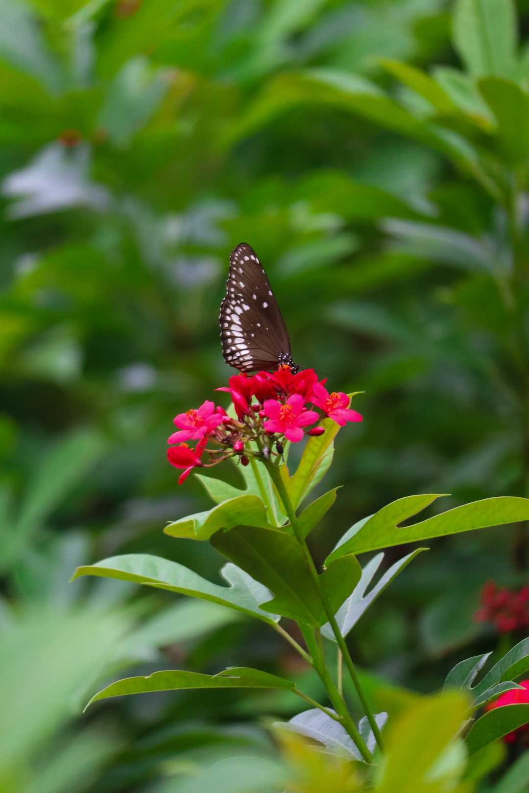 flower blooms& butterfly 🦋