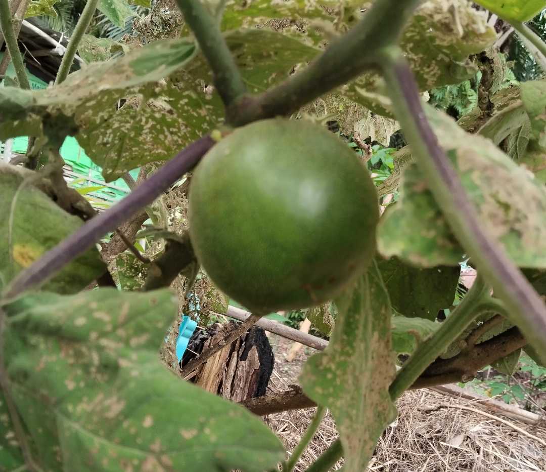 buah terong asam