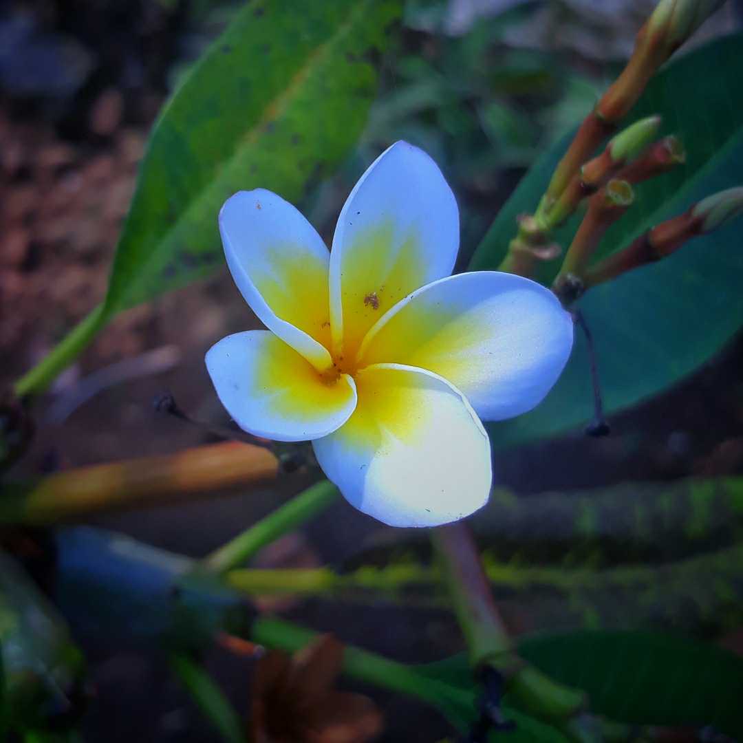 Kamboja