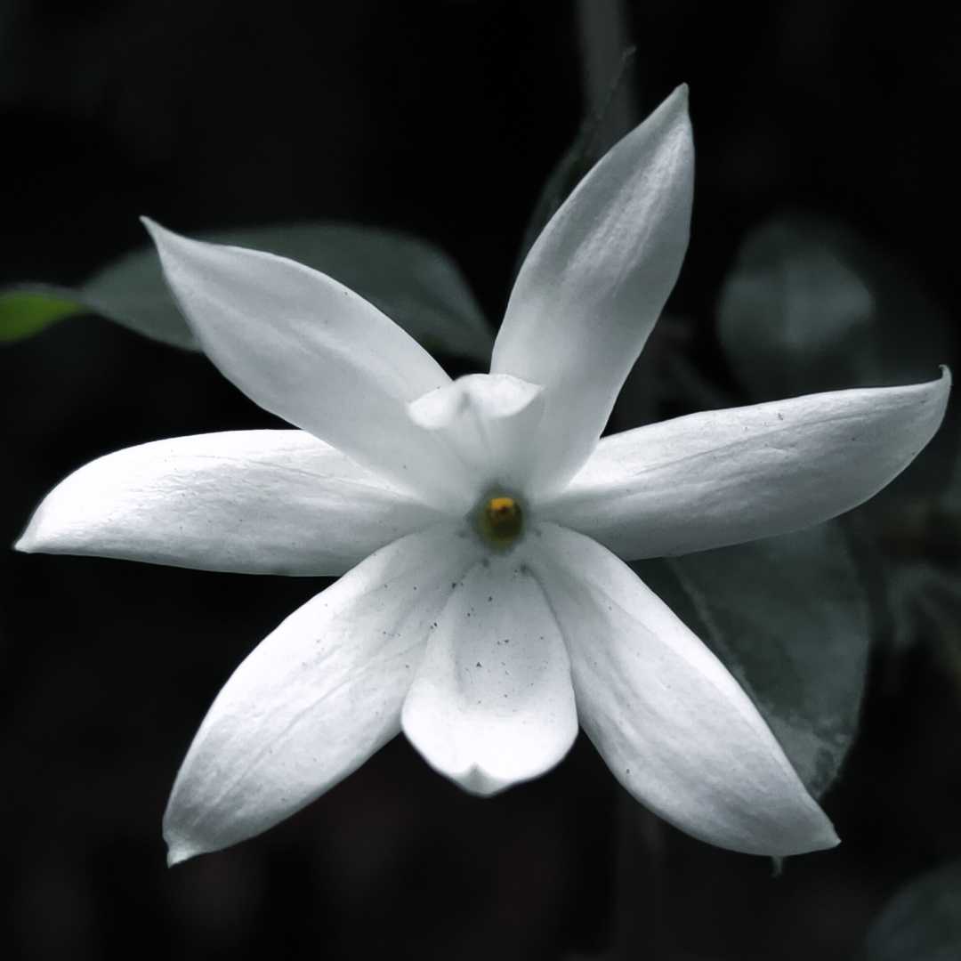 Jasmine Photography 