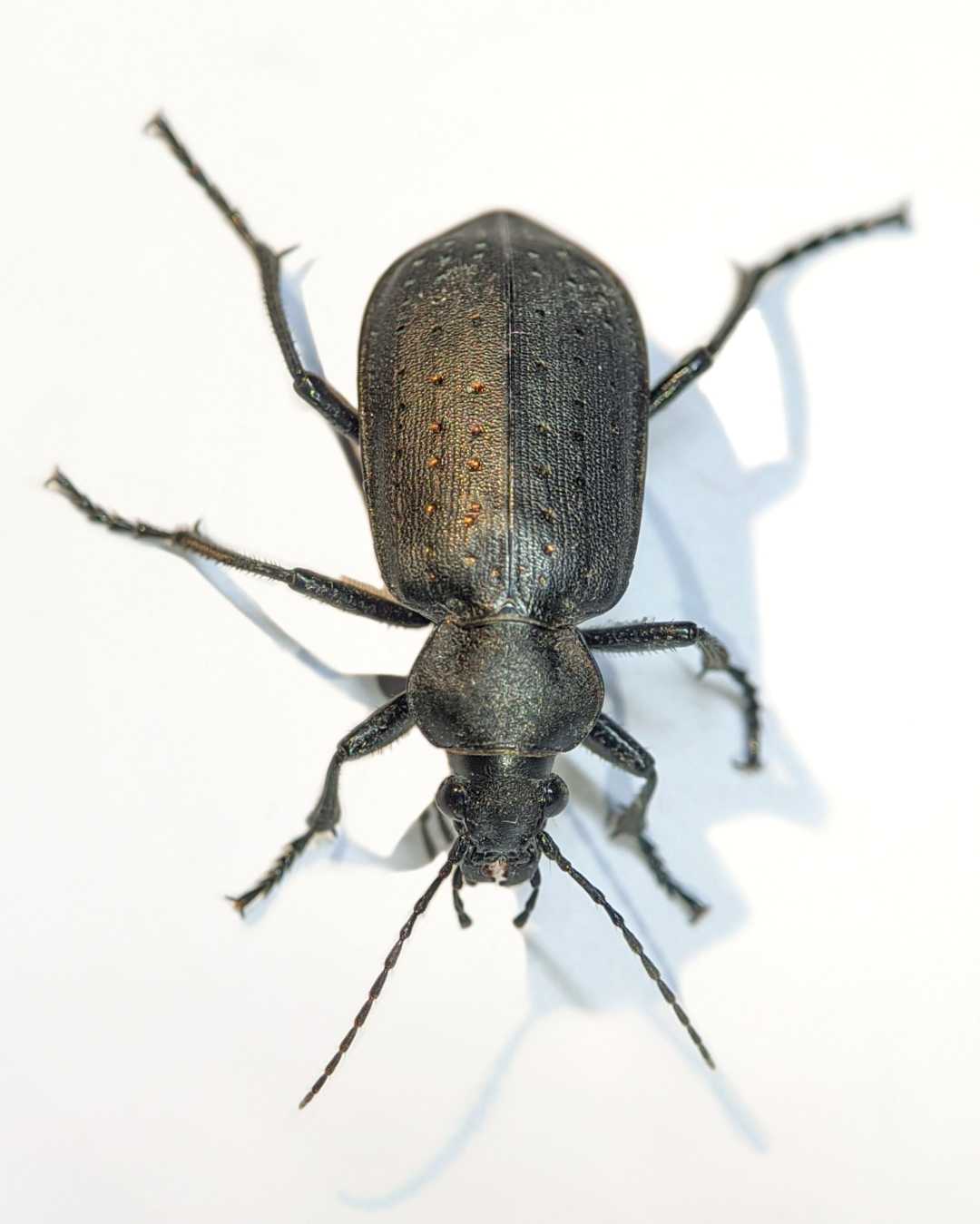 CARABIDAE