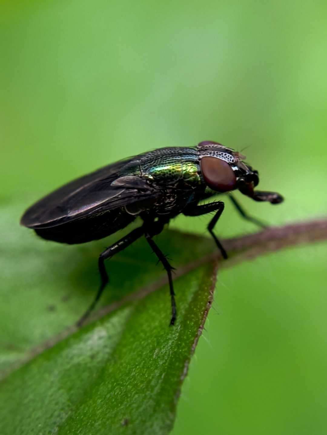 Lucilia sericata 