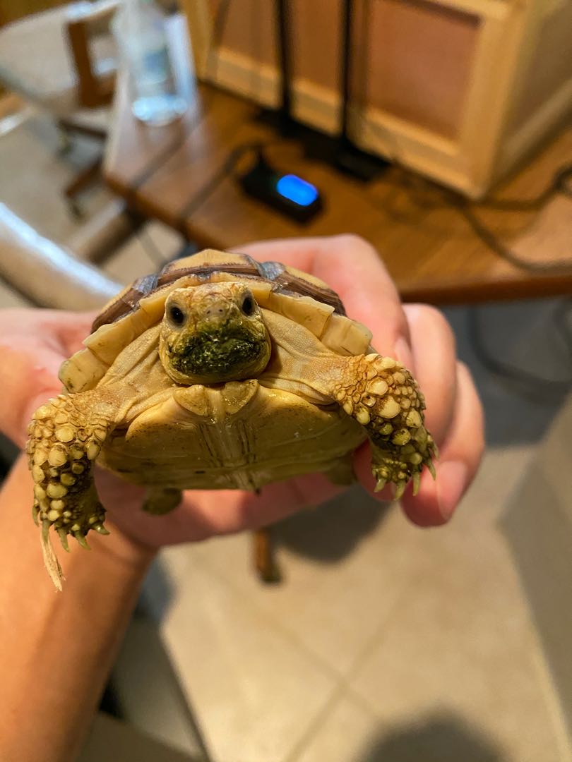Meet Tessa 🐢 