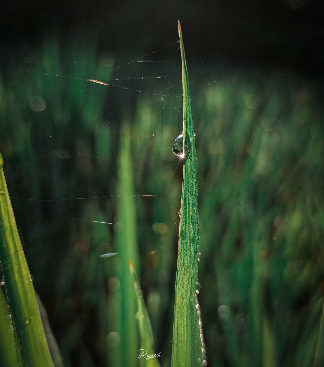 water drop🍃
