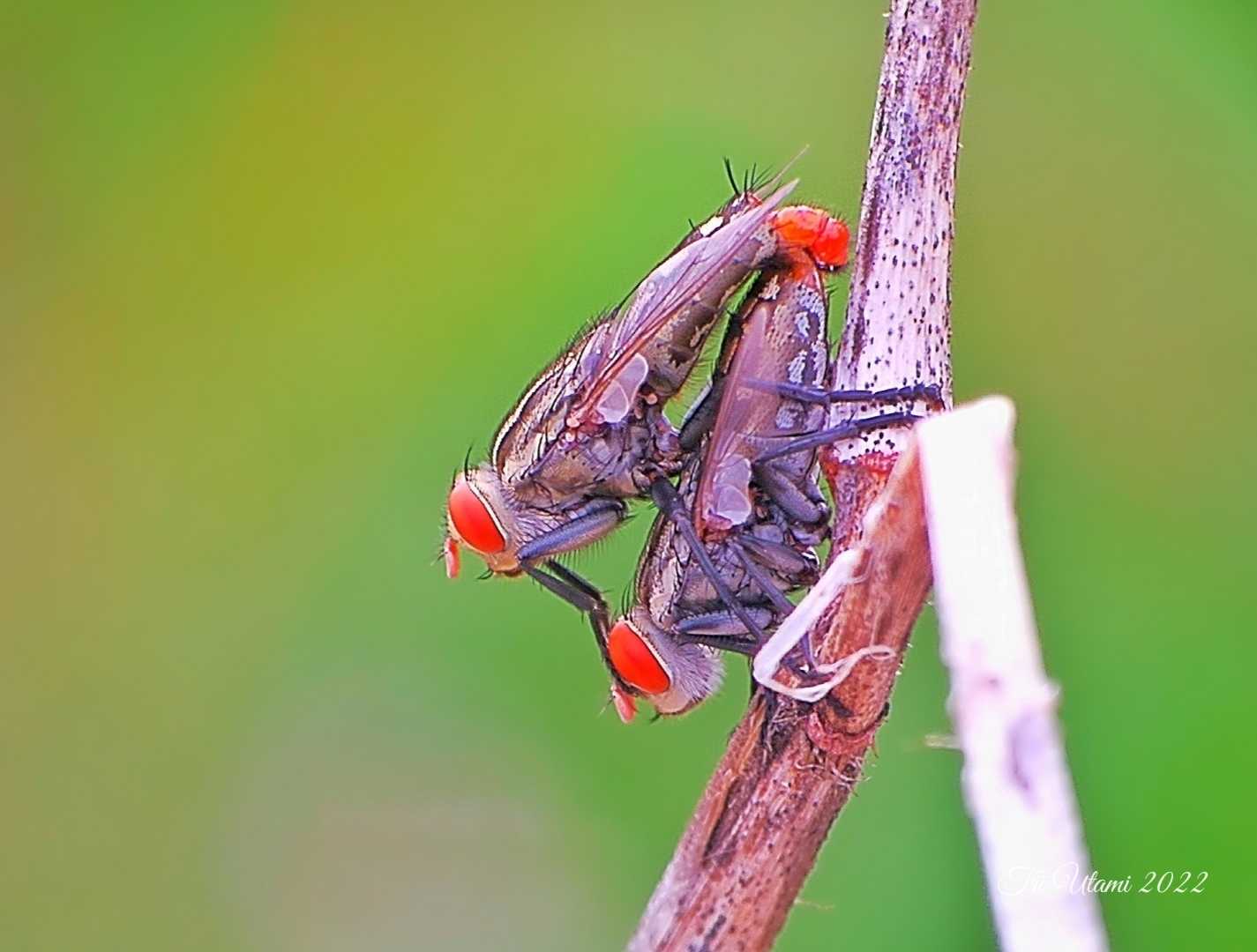 Lalat 