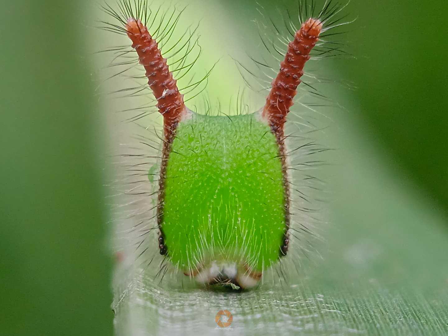 Ulat