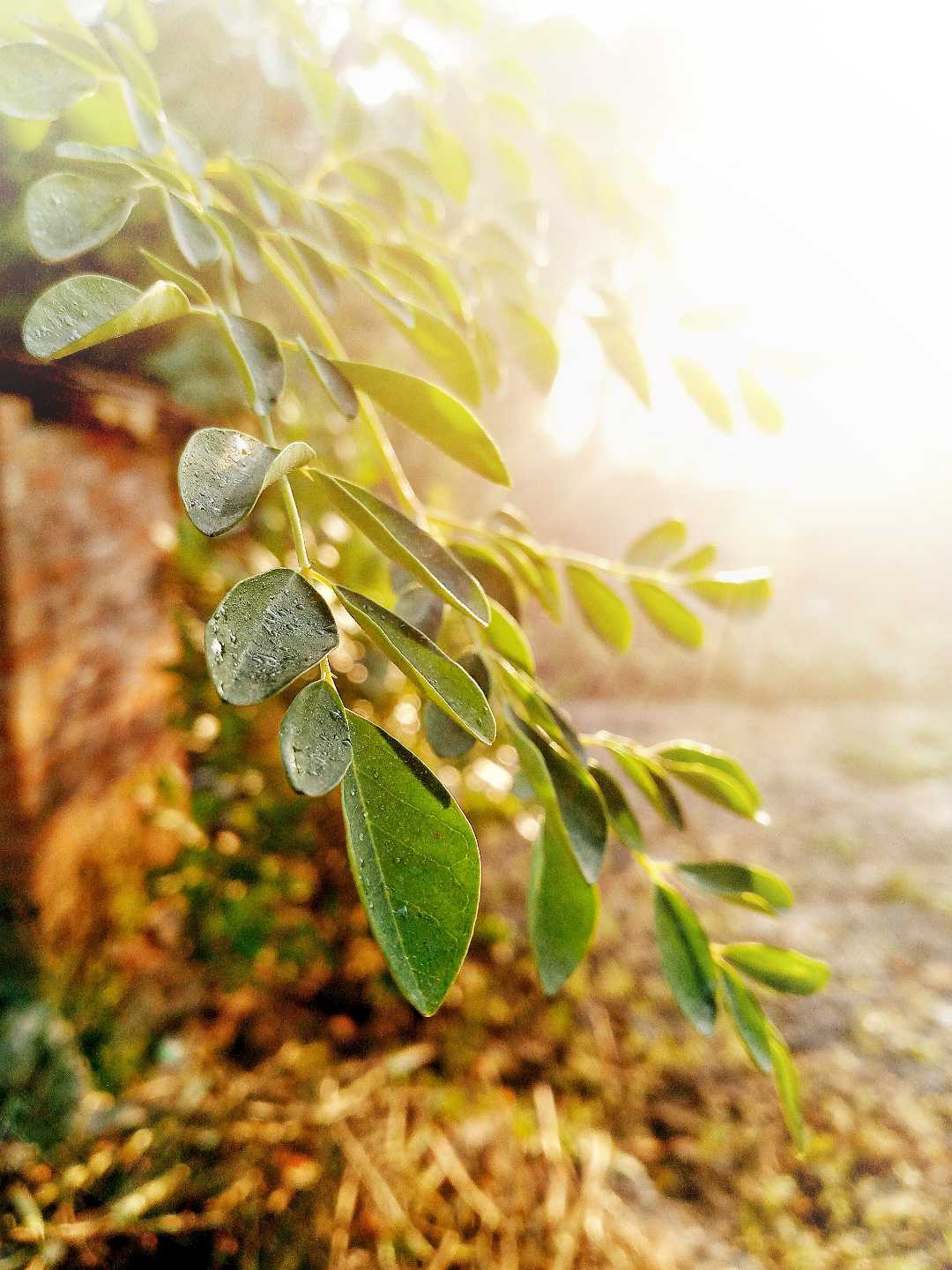 leaf 