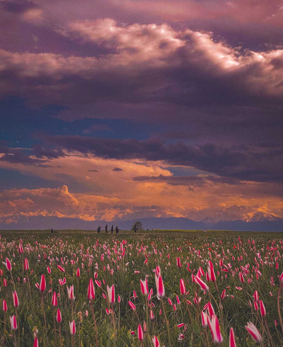 Colors of Nature 