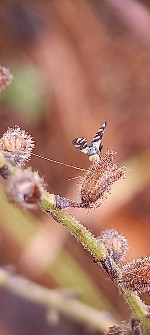macro