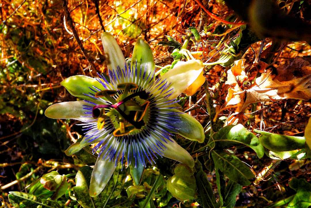 La Flor de la Campana