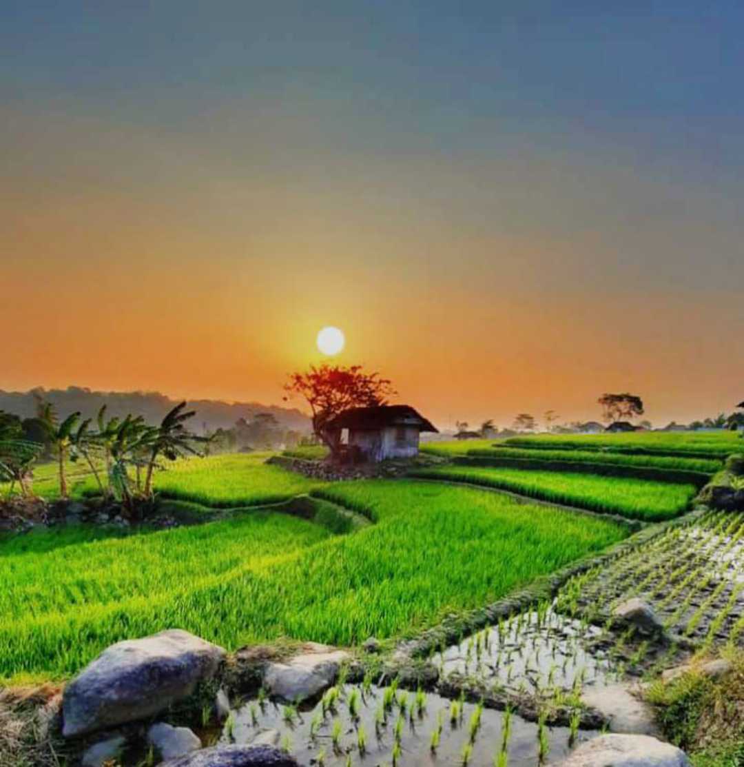 Rice farm