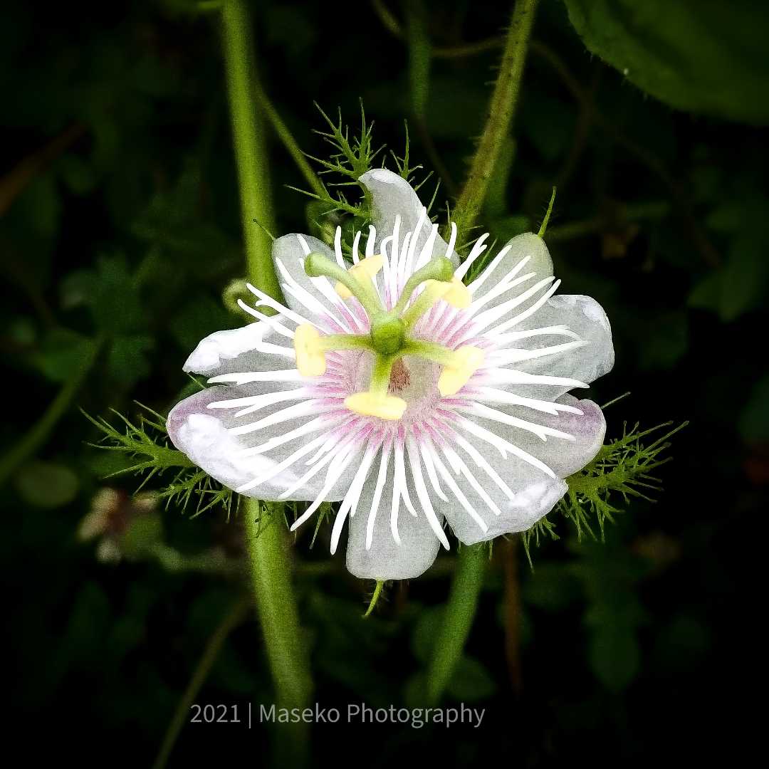Passiflora Foetida