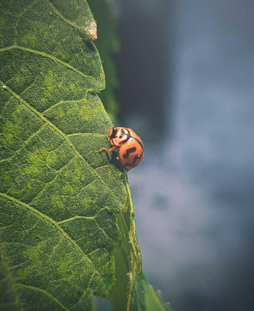 Macro Photography