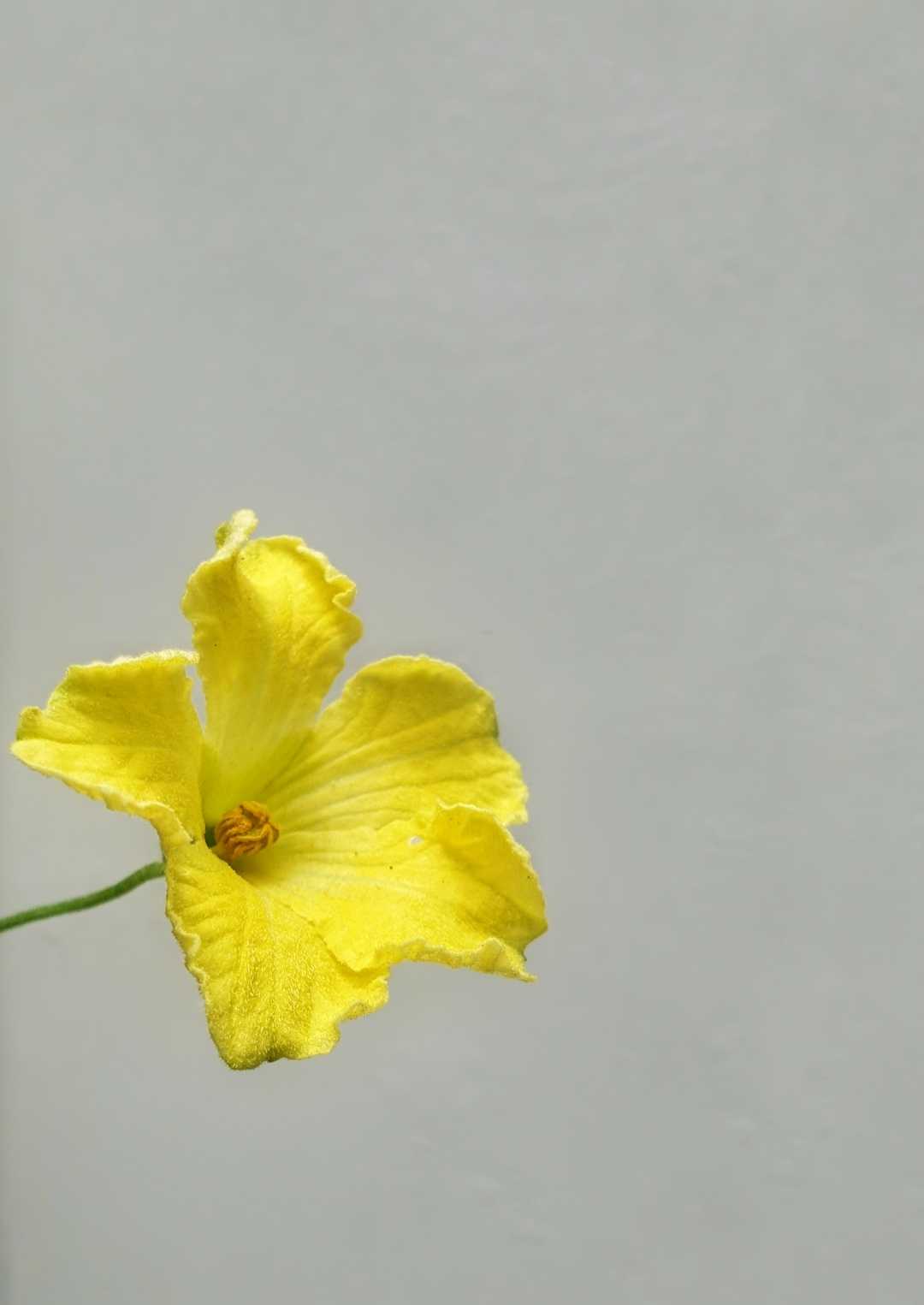 Minimalis Bunga Blustru