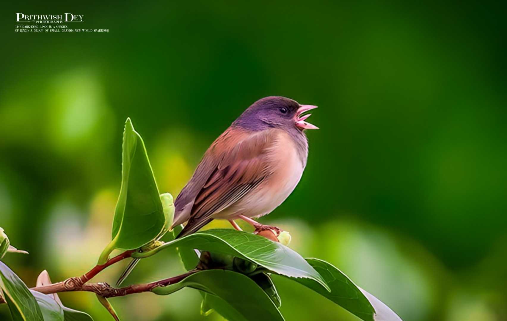 Dark Eyed Junco
