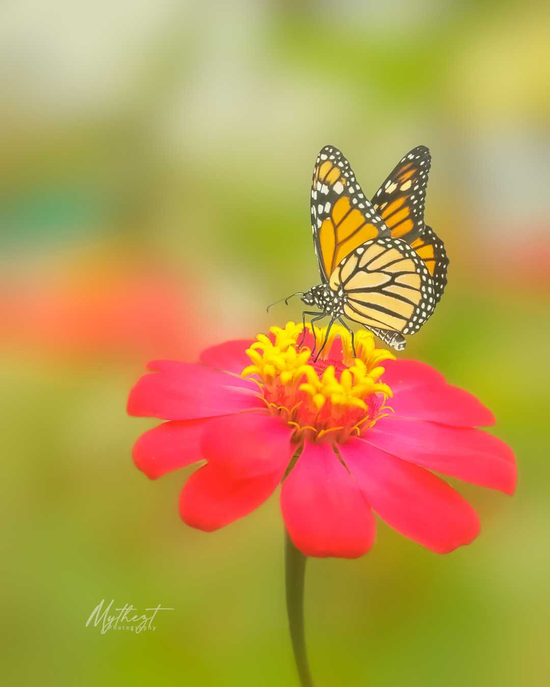 bunga kertas/zinnia