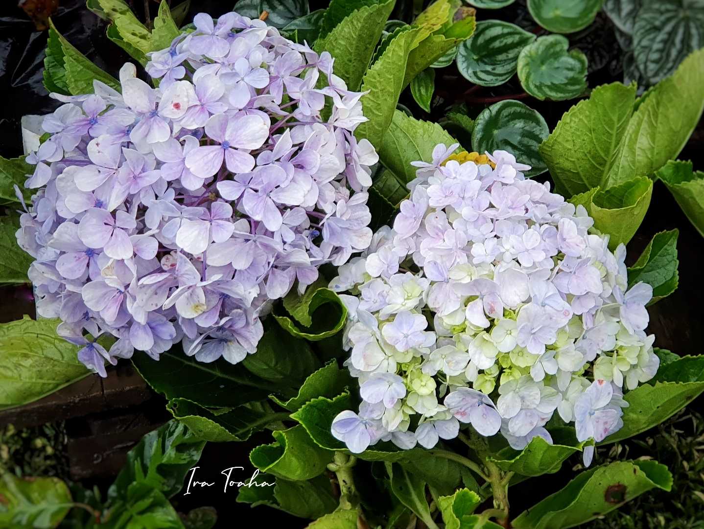HORTENSIA