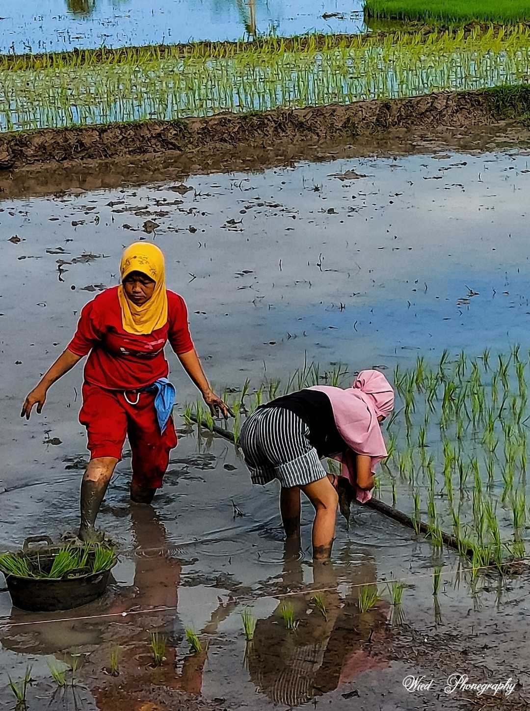 Tanam padi