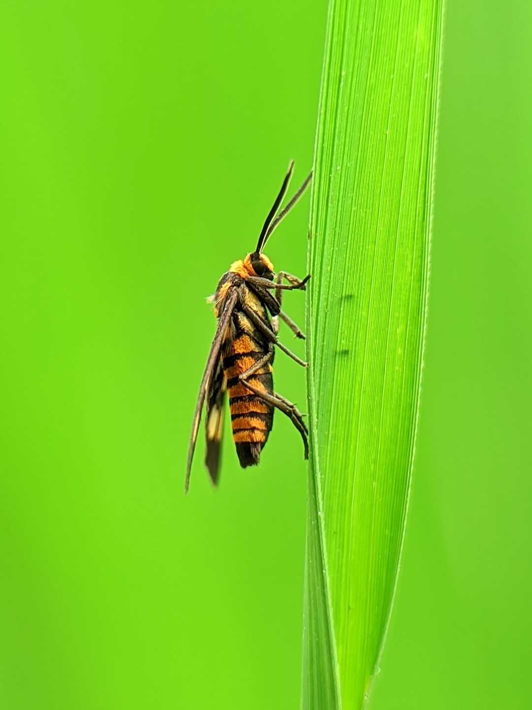 Amata huebneri 🦋