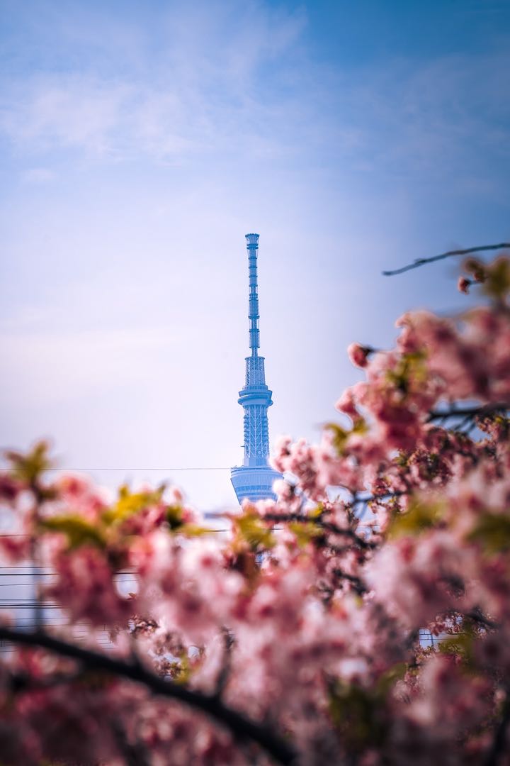 tokyo springs