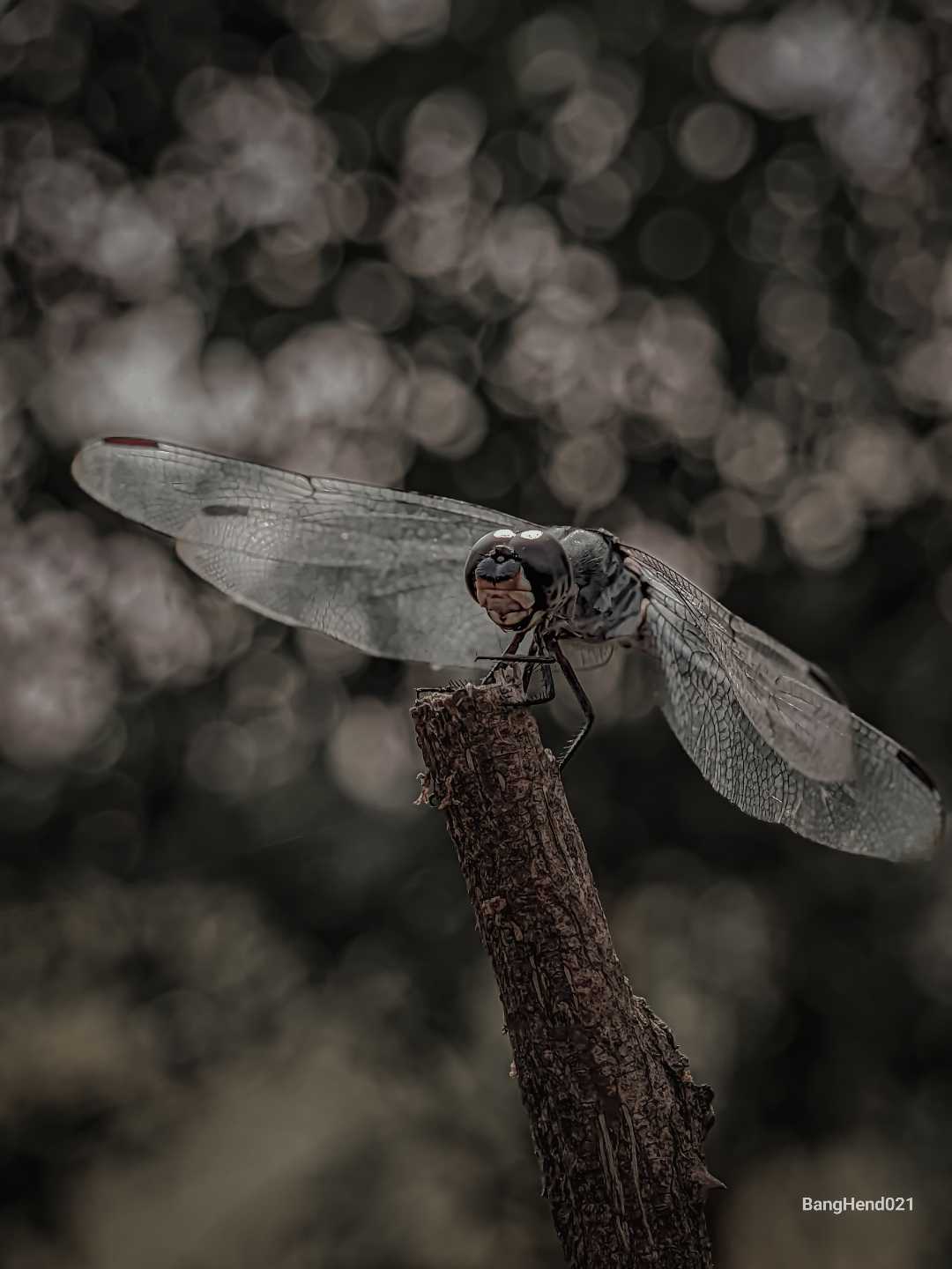 Dragonfly