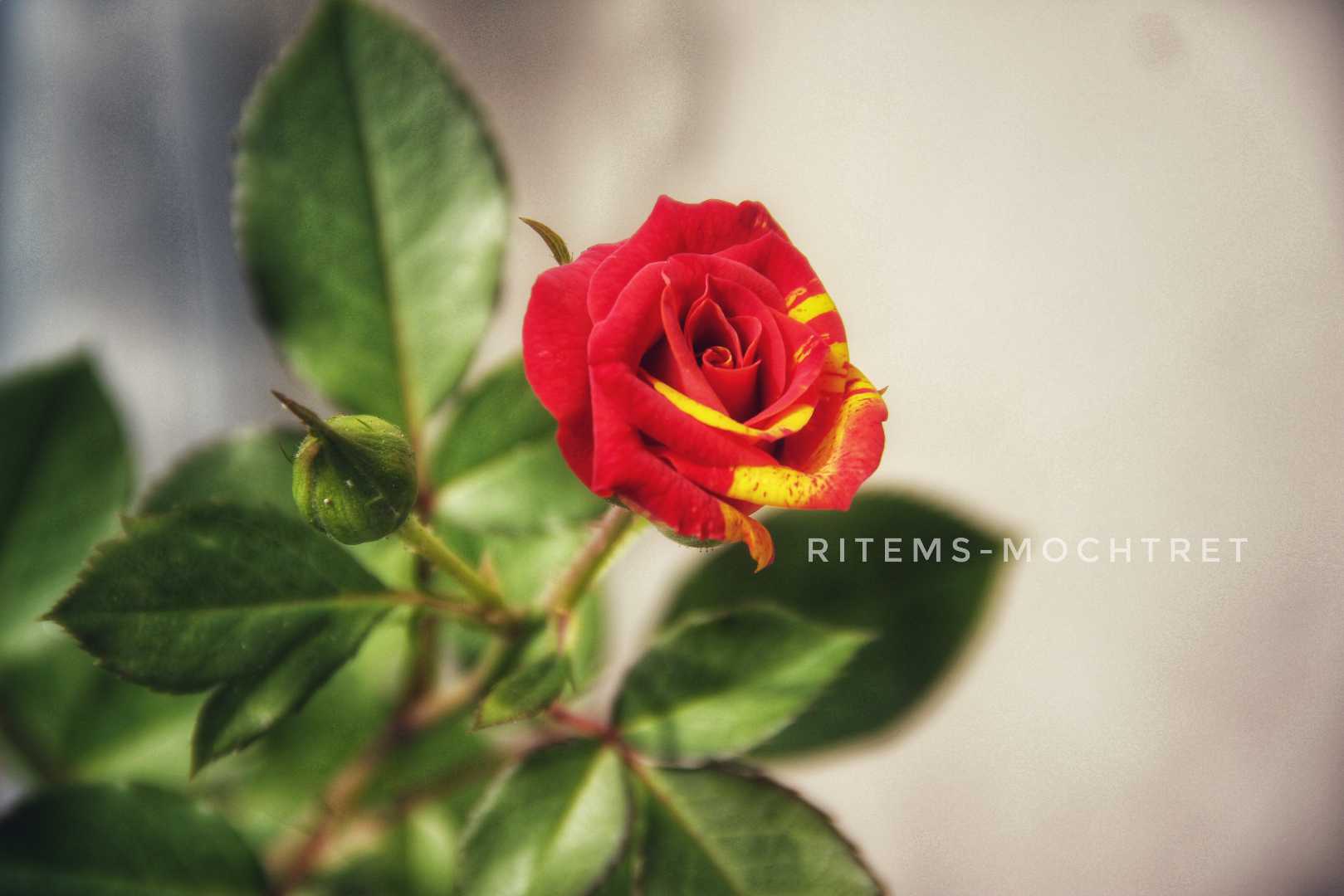 rose