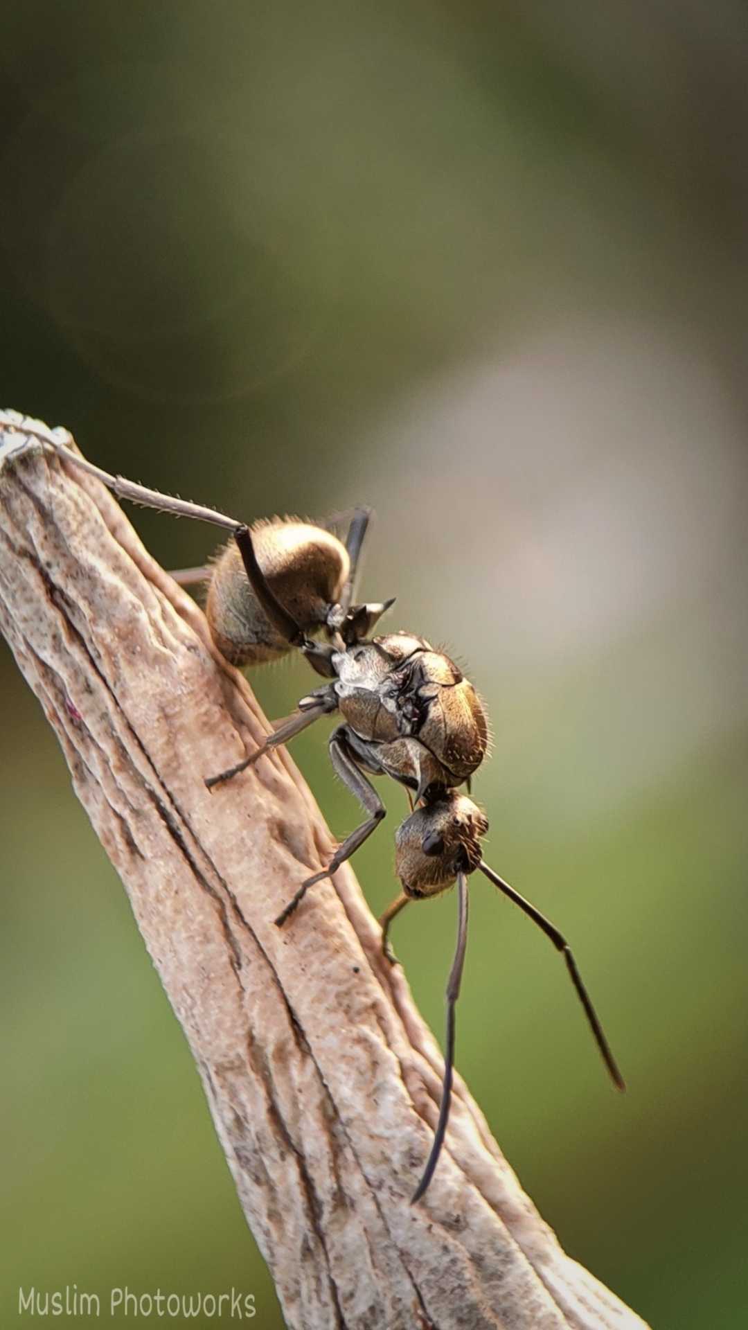 Ants.....