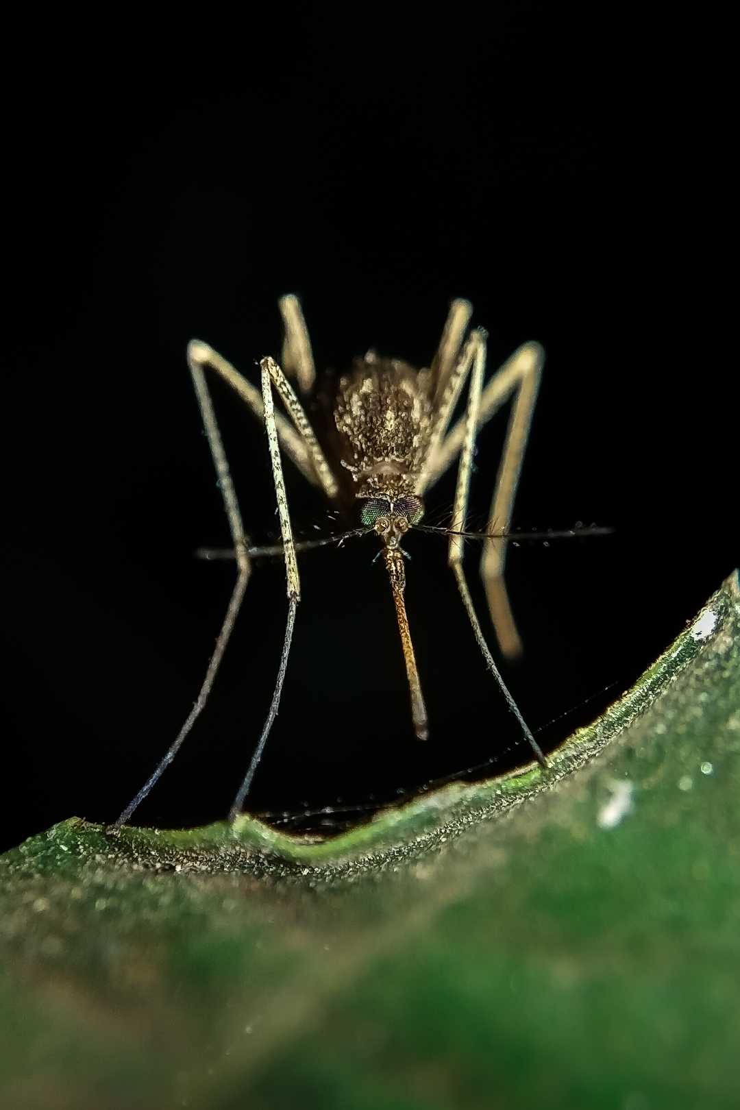 Closeup shot of a Mosquito.