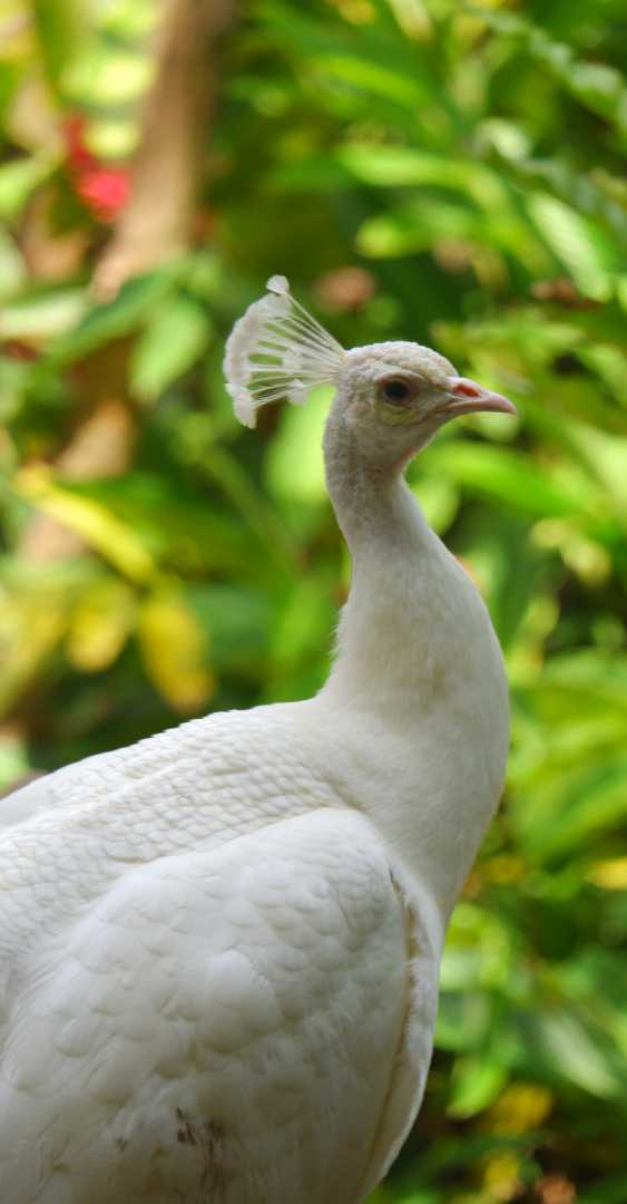 merak putih