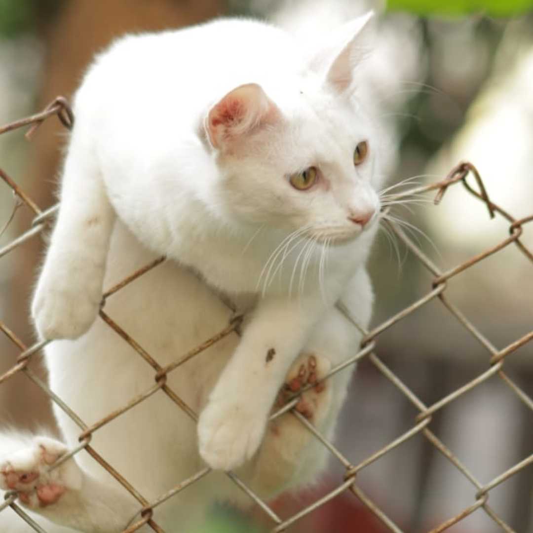 cat 
