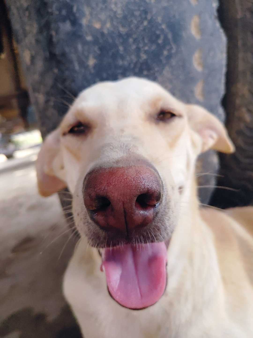 Pet Jimmy 