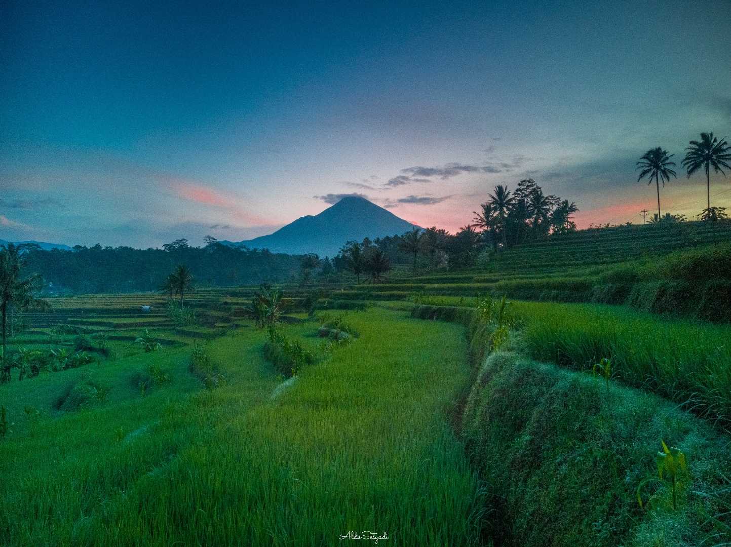 sawah semayu wonosobo