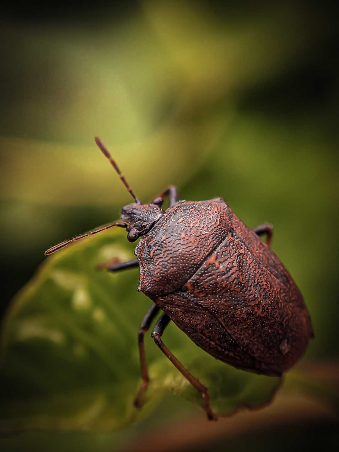 Pentatominae