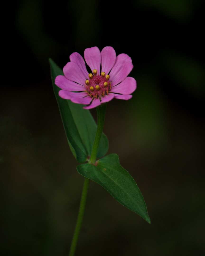 Zinnia